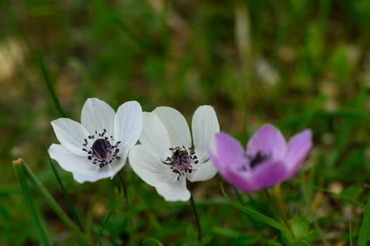 In a lush meadow, gentle wildflowers in shades of white and purple gracefully sway in the breeze, capturing the essence of spring with their delicate petals and contrasting green grass beneath.