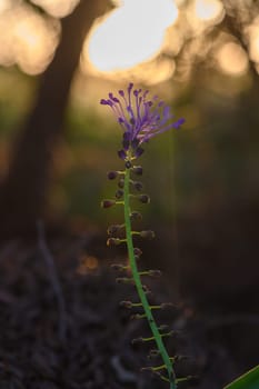 A stunning purple flower reaches for the sky, illuminated by the golden light of sunset. The warm background accentuates its delicate beauty, surrounded by nature's calm.