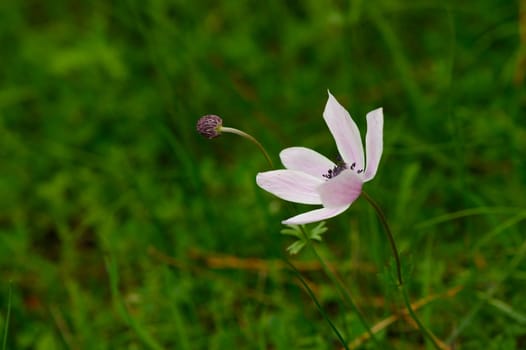 Soft pink petals bloom amidst lush green grass under the warm sun, displaying nature's artistry in a tranquil meadow filled with life and tranquility during spring's arrival.