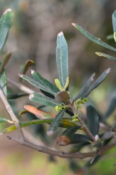 Small clusters of olive blossoms emerge among green leaves in a tranquil garden. The sunlight highlights the fresh growth, capturing the essence of spring's renewal and tranquility.