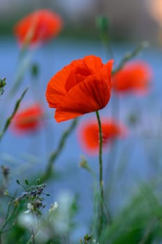 Bright red poppies sway gently in the breeze, standing tall among lush green foliage by a tranquil lake. The flowers create a stunning contrast against the shimmering blue water under sunlight.