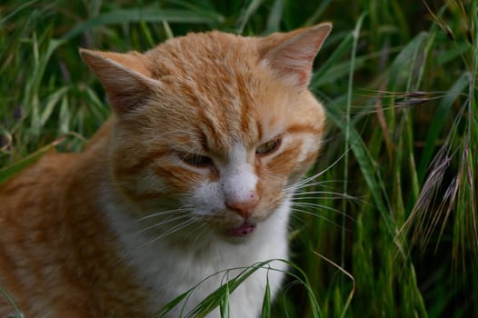 A curious orange tabby cat gazes intently amidst tall blades of grass, its fur glowing softly in the afternoon sun while it enjoys the tranquil surroundings of a peaceful garden.