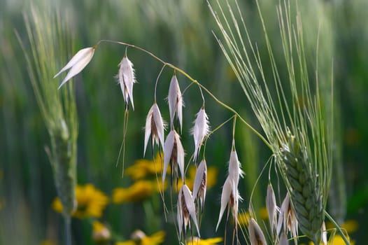 A serene landscape unfolds in a lush field where golden wheat stands tall, gently swaying in the warm breeze. Beautifully contrasting with vibrant flowers below, nature flourishes.