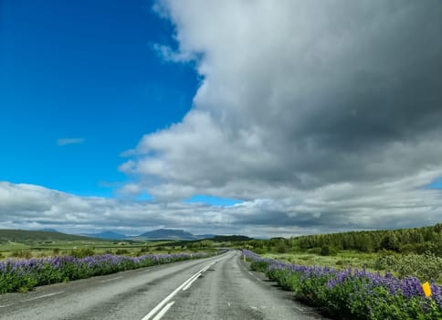 Empty highway crossing Icelandic fields with purple lupines blooming on the roadside under a cloudy sky