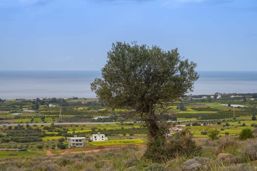 An olive tree rises proudly on a hillside, framing the expansive view of verdant fields meeting the calm sea. The sunlit landscape showcases a peaceful rural setting near the coast.