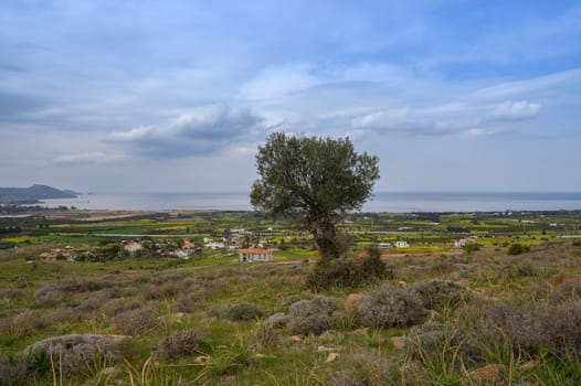 A solitary tree stands tall amidst rolling hills that lead to a breathtaking seascape. The landscape features lush greenery and charming homes, bathed in soft afternoon light.