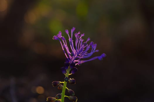A stunning purple flower stands tall amidst soft green foliage, bathed in the warm glow of evening light. Its unique shape and vibrant color create an enchanting sight in the tranquil forest.