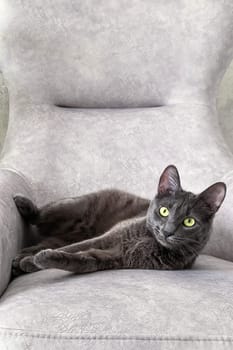 Gray cat reclines comfortably on a light-colored chair, gazing intently with bright eyes. Playful pose showcas feline curiosity and relaxation. AI genrated. Taken with smartpfone.