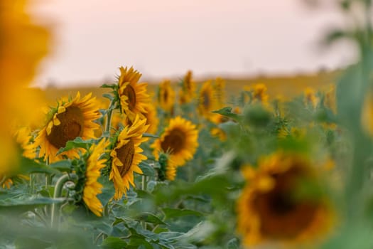 Field sunflowers in the warm light of the setting sun. Summer time. Concept agriculture oil production growing
