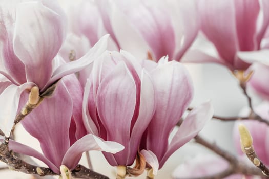 Magnolia Sulanjana flowers with petals in the spring season. the beautiful pink magnolia flowers in spring, selective focusing.