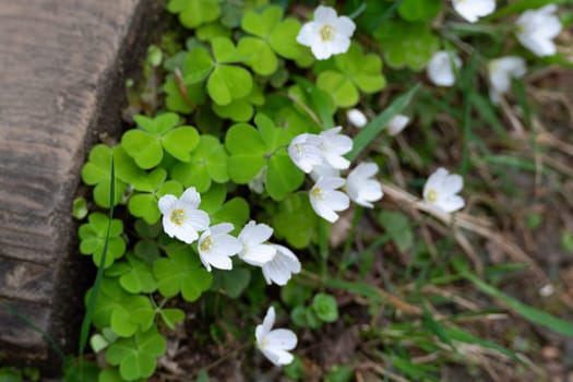 A cluster of delicate white flowers with five petals bloom amongst lush green clover leaves and blades of grass. A wooden plank lies partially visible in the background.