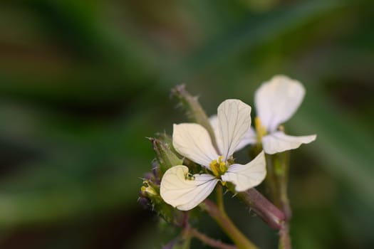 A cluster of soft, pale blossoms emerges amidst verdant foliage, reflecting the beauty of springtime. The tender petals reveal intricate veining, inviting admiration from nature lovers.