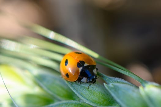 A bright orange ladybug adorned with black spots crawls delicately on slender green leaves. Sunlight filters through, highlighting the enchanting beauty of nature.