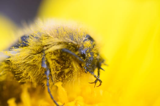 Delicate details of a bee are captured as it industriously collects pollen from bright yellow petals, showcasing nature's intricate beauty. A perfect spring moment unfolds.