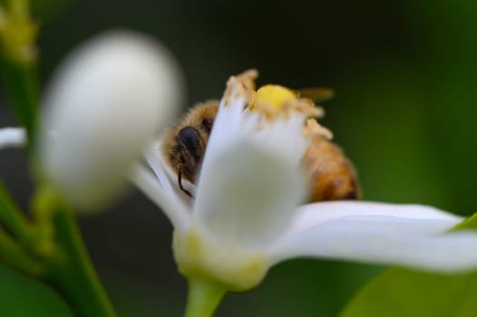 A busy bee explores the petals of a pristine white flower, gathering nectar in a vibrant green garden. Sunlight filters through the leaves, revealing nature's intricate beauty.