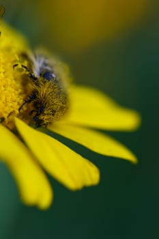 Two bumblebees busily gather nectar from a vibrant yellow flower, displaying nature's intricate beauty amidst lush green foliage on a sunny day.