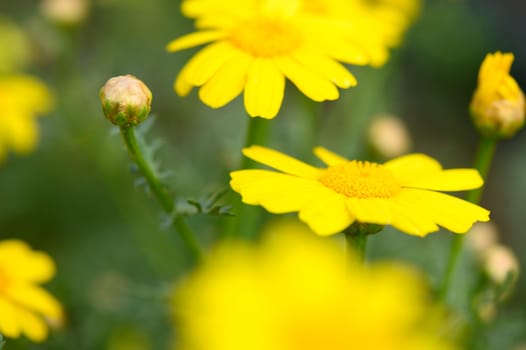 A cluster of bright yellow flowers stands tall in a blooming garden. Their petals catch the sunlight, radiating warmth and joy, heralding the arrival of spring with vibrant colors.