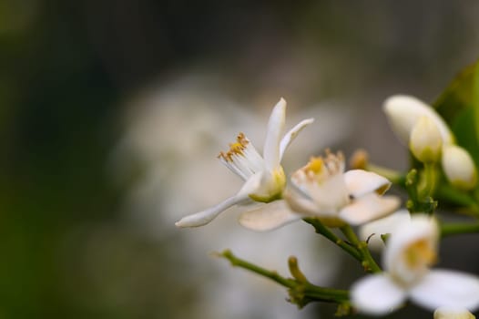 In a lush garden, white blossoms of citrus trees emerge under soft sunlight, symbolizing the arrival of spring.