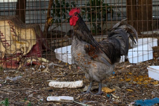 A vibrant rooster struts confidently across a rustic farmyard filled with dried leaves and odd bits of debris. Its striking feathers glisten under the sun as it explores its surroundings.