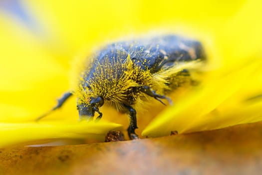 A lively insect with a fuzzy appearance crawls on a striking yellow flower amidst a lush garden, illuminated by warm sunlight in springtime.