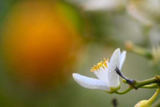 A stunning white flower reveals its intricate petals and tender stamens, contrasting beautifully with a softly blurred backdrop of warm tones during the golden hour.