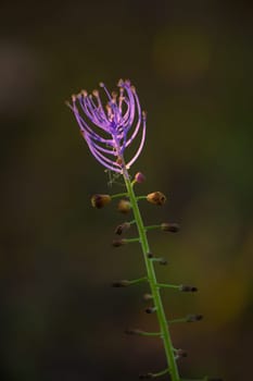 A single purple flower stands tall against a dark background, its elongated petals elegantly unfurling in the gentle twilight, revealing nature's artistry in full bloom.