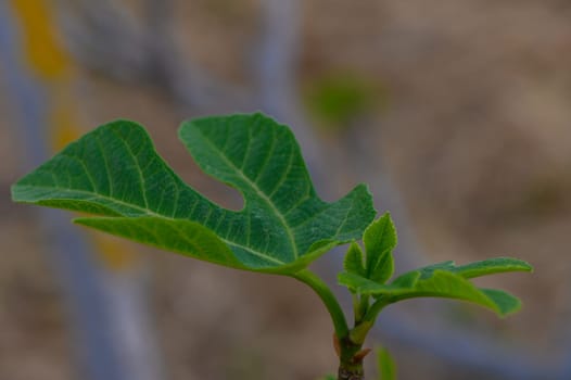 In a tranquil outdoor area, vibrant green fig leaves unfurl under gentle sunlight, showcasing their unique shape while surrounded by blurred tree trunks, creating a peaceful atmosphere.