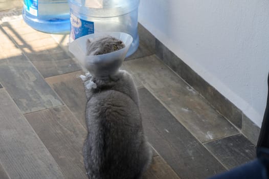 A curious cat wearing an e-collar investigates a sunlit area next to a large water dispenser, embodying a mix of playfulness and uncertainty.