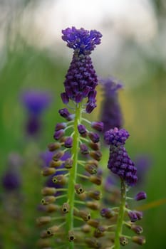 Vibrant clusters of purple flowers stand tall, contrasting against a soft green backdrop. The warm light of dusk enhances their beauty, capturing the essence of nature's tranquility.