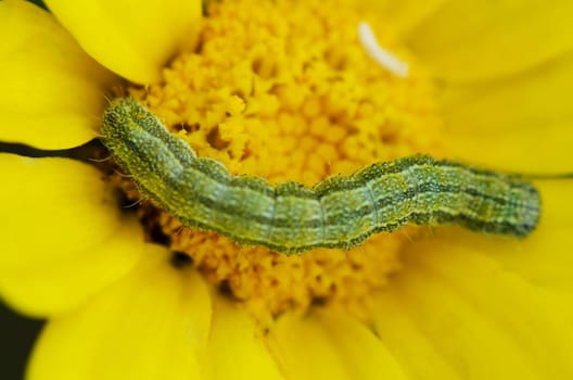 A green caterpillar moves carefully across the center of a bright yellow flower.