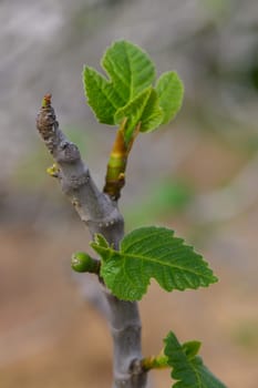 New fig leaves burst forth from a slender branch, glistening in the sunlight. The surroundings are calm, evoking a sense of nature's renewal during springtime.