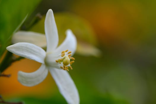 A pristine white flower opens its petals to the warmth of the sun, surrounded by lush green leaves and a blur of colors in the background, celebrating the beauty of nature in springtime.