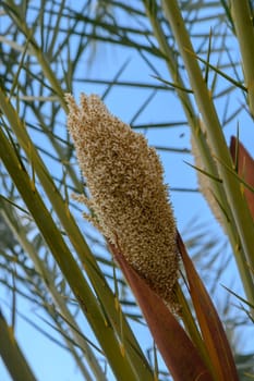 Delicate golden blooms rise from tall, slender green stalks in a tranquil setting, dancing lightly in the gentle afternoon breeze, set against a clear blue sky filled with soft clouds.