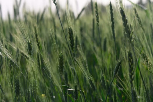 Lush green wheat sways gracefully in the breeze, bathed in warm sunlight during the tranquil afternoon. Nature's beauty thrives in this peaceful agricultural landscape.