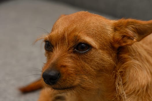 A charming golden-brown dog with bright eyes lounges comfortably on a soft couch, basking in the warm afternoon sunlight, radiating tranquility and contentment.