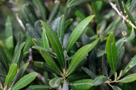 Close-up of vibrant green leaves thriving in a serene garden, illuminated by gentle morning light during the spring season, showcasing nature's beauty.