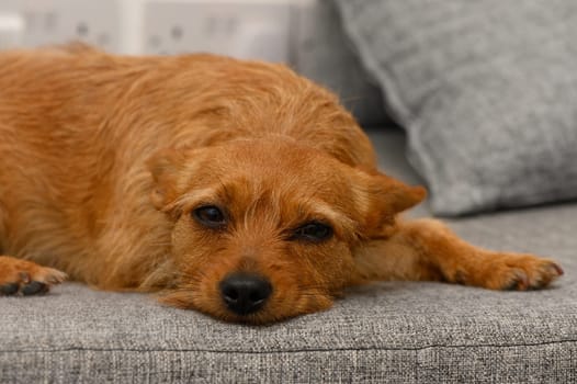 A small, relaxed dog sprawls comfortably on a cozy couch, soaking up the warm sunlight that pours in. Its fur glistens, and a peaceful expression rests on its face.