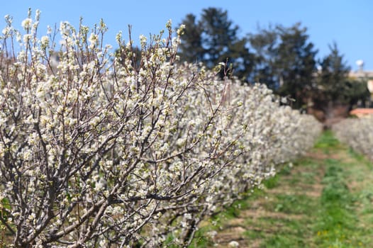 In a vibrant orchard, pear trees adorned with clusters of white blossoms create a stunning spectacle under the clear blue sky. Spring's warmth brings new life to this serene landscape.