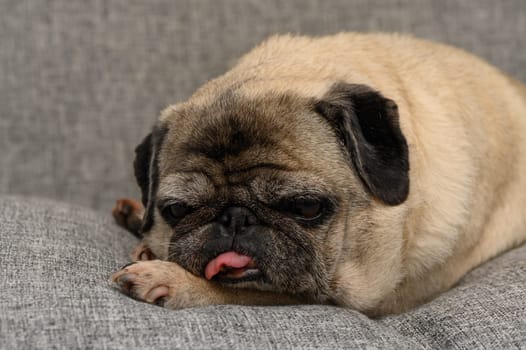 A charming pug is lounging comfortably on a soft gray sofa, its expressive eyes and curled tail giving a glimpse into its adorable personality. The warmth of home is apparent.