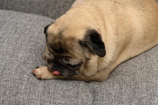 A charming pug is nestled comfortably on a plush gray couch, indulging in a cozy moment while licking its paw. The atmosphere is relaxed and inviting, perfect for pet lovers.