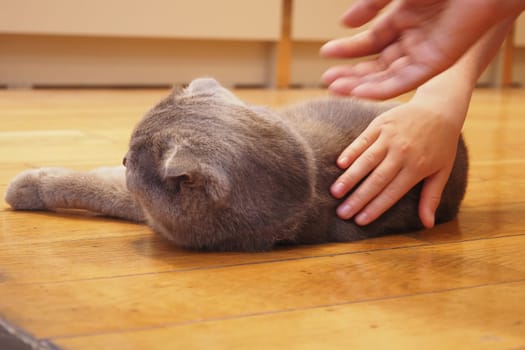 Child softly strokes a grey cat while resting on a warm wooden floor.