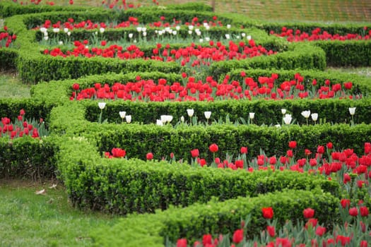 Vibrant red and white tulips bloom alongside green hedges in spring.
