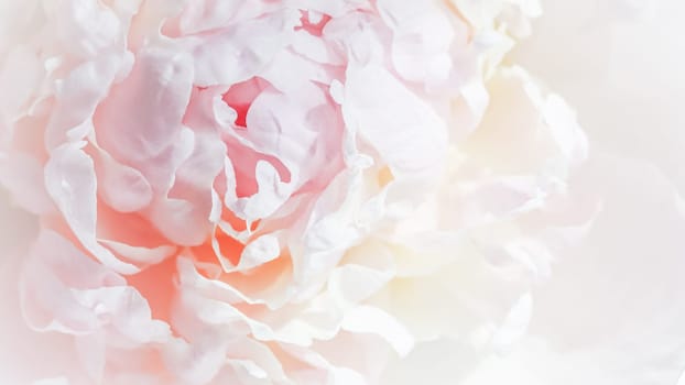 White pink peony petals. Soft focus. Abstract floral background for holiday design. High quality photo