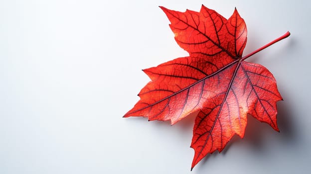 A close-up of a red maple leaf with intricate details on a white background. A strong symbol of Canada, national pride, and autumn.