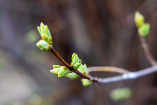 This is a closeup image of a tree branch showcasing vibrant green buds emerging from it, emphasizing the beauty of natures renewal