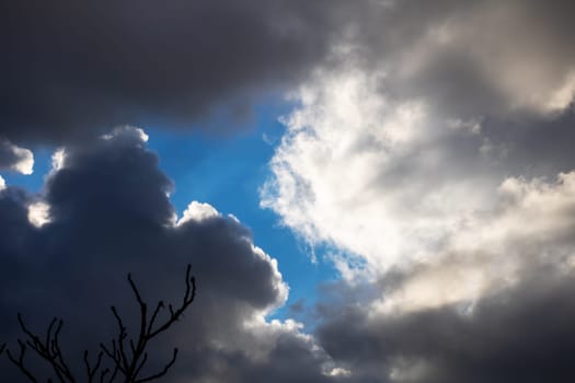 A tall, elegant tree stands in stark silhouette against a dramatic, cloudy sky, creating a striking visual contrast that captivates the viewer