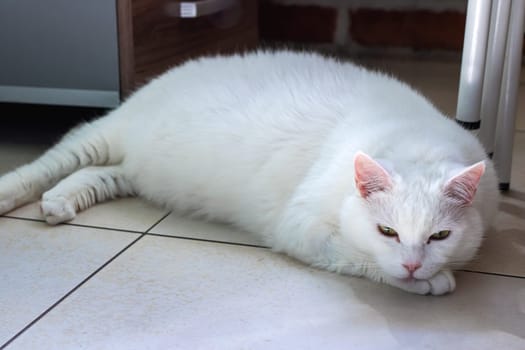 A fluffy white cat comfortably laying on the floor, resting its adorable head gently on its soft paws in a relaxed position