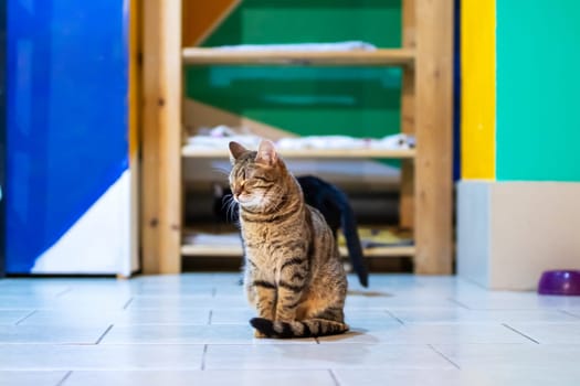 A domestic cat is comfortably sitting on a tiled floor while curiously gazing at the camera, ready to pose for a picture