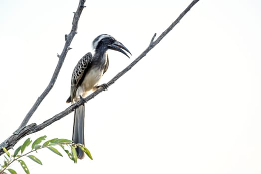 African Grey Hornbill standing on a branch isolated in white background on the ground in Greater Kruger National park, South Africa ; Specie Tockus nasutus family of Bucerotidae 