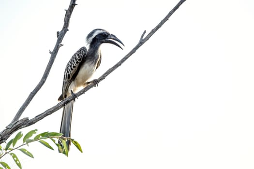 African Grey Hornbill standing on a branch isolated in white background on the ground in Greater Kruger National park, South Africa ; Specie Tockus nasutus family of Bucerotidae 